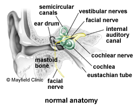 Normal Anatomy